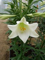 [4122 Big Tower ST No02.JPG]